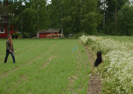 Paikalleen
