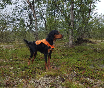 Isla