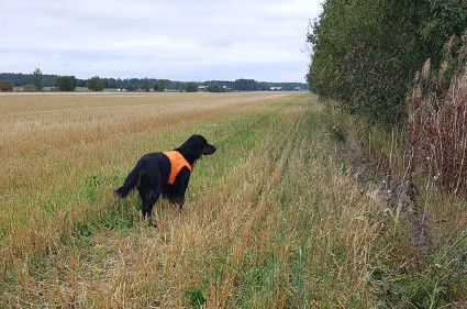 Vattu
