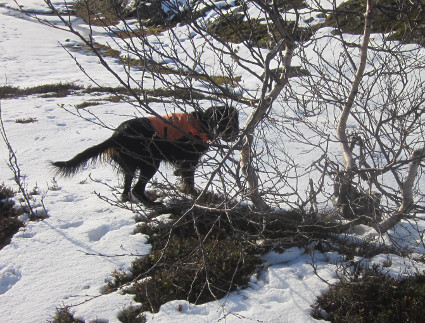 Vattu seisoo kuollutta riekkoa