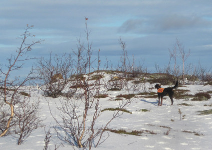 Isla ja riekko