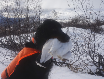 Vattu