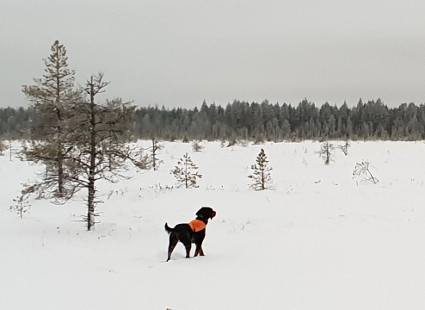 Isla