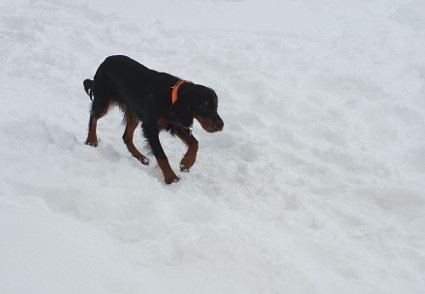 Wilma
