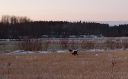 Isla