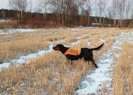 Isla