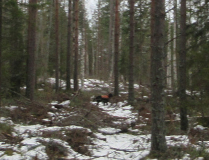 Seisonta