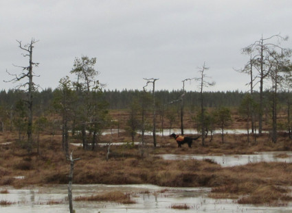 Fasaaniseisonta