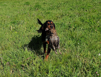 Isla