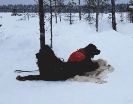 Odottelua