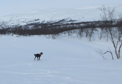 Riekkoja tokka