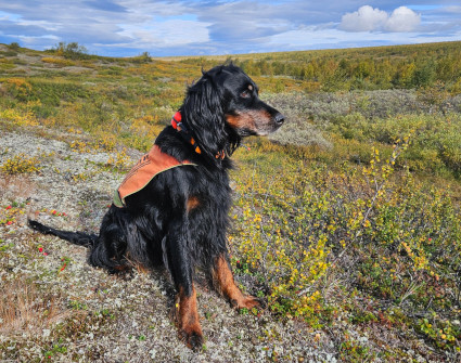 Vattu