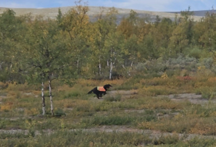 Vattu vauhdissa