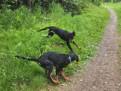 Siskoksilla oli kivaa!