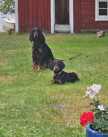 Vilu ja Likka