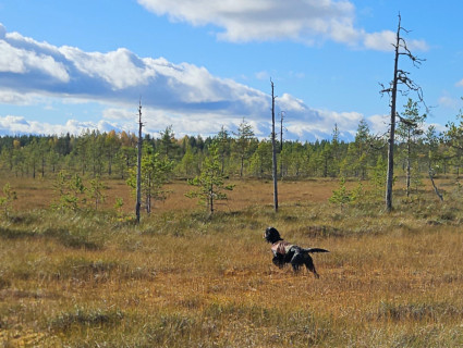 Piikkausta