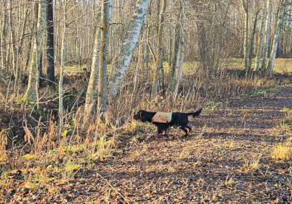 Vilu piikkaa