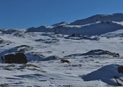 Likan hakua