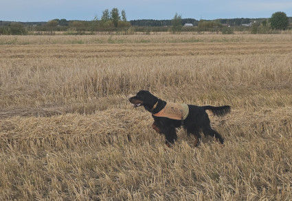 Vilu peltopyill�