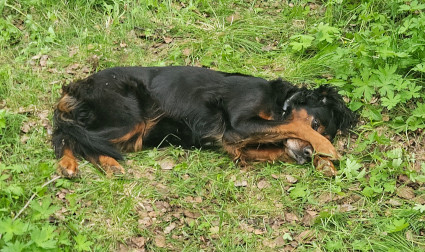 Isla