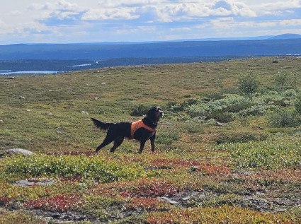 Isla seisoo