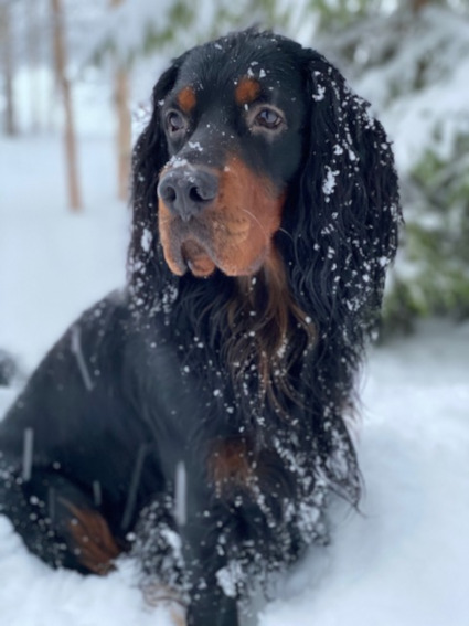 Hönö