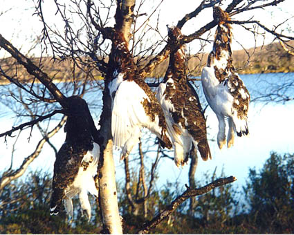 Riekkoja